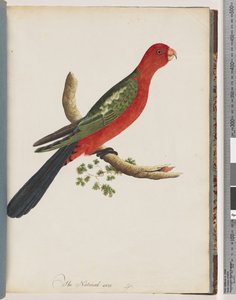 Page 44. Perruche royale - Unknown artist