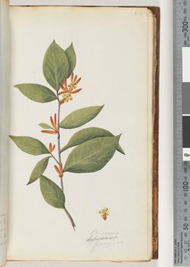 Page 44. Persoonia / Schraderia ferruginea - Unknown artist