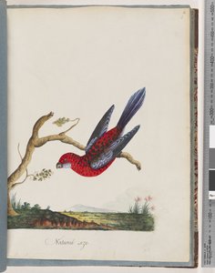 Page 45. Perruche Pennant. Perruche Pennantian - Unknown artist
