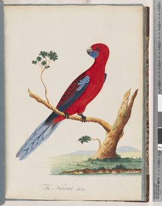 Page 46. Perruche de Pennant - Unknown artist
