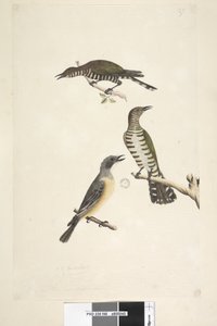 Page 46. Cuculus. le long du bord inférieur dans une autre main Ces oiseaux dessinés à taille naturelle. Les deux oiseaux supérieurs sont des Coucous bronzés dorés, le troisième est un Siffleur roux Lamprococcyx plagosus Chrysococcyx lucidis, 1791-92 - Unknown artist