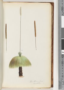 Page 46. Xanthorrhoea Hastile Arbre à herbe - Unknown artist