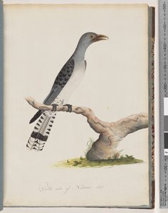 Page 49. Oiseau non identifié. Scythrops