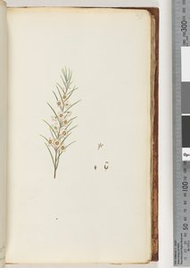 Page 49. Plante non identifiée - Unknown artist