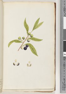 Plante non identifiée