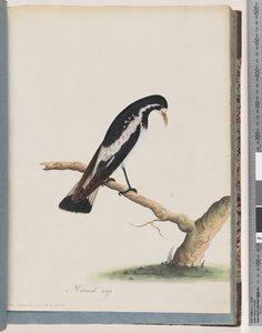 Page 50. Pie-grièche. Corvus cyanoleucos
