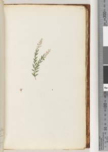 Page 50. Plante non identifiée - Unknown artist