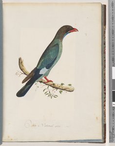 Page 51 Rollier dollar. Coracius orientalis