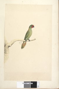 Page 51. Taille naturelle Petit Loriquet Glossopsitta pusilla, 1791-92 - Unknown artist