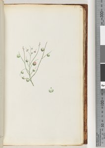 Page 51. La baie acide - Unknown artist
