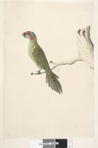 Page 52. Taille réelle Loriquet musqué Glossopsitta concinna, 1791-92 - Unknown artist