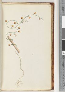 Page 52. Plante non identifiée