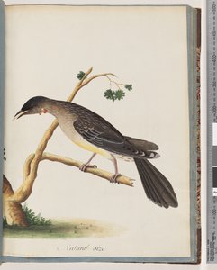 Page 55. Méliphage Rouge. Merops carunculatus - Unknown artist