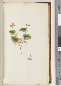 Page 55. Plante non identifiée - Unknown artist