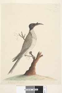 Page 55. Wer,gan ou le Frère. Meliphaga Phrygia. taille naturelle Noisy Friarbird Philemon corniculatus, 1791-92 - Unknown artist