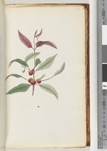 Page 56. Plante non identifiée - Unknown