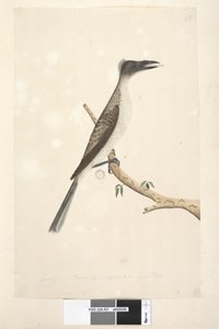 Page 57. Janvier. Taille réelle, supposé être un jeune oiseau Noisy Friarbird Philemon corniculatus, 1791-92 - Unknown artist