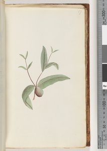 Page 57. Plante non identifiée - Unknown artist