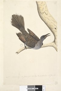 Page 58. Octr. Taille naturelle, les plumes du cou, de la tête, de la poitrine et du dos sont toutes pointues Oiseau à wattles brossés Anthochaera chrysoptera, 1791-92