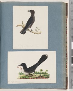 Page 58. Oiseau non identifié. Turdus. 59. Oiseau non identifié. Turdus - Unknown artist