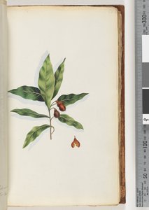 Page 58. Plante non identifiée - Unknown artist