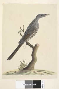 Page 59. Taille naturelle, les plumes de la tête, du cou et de la poitrine sont pointues Brush Wattle, Oiseau Anthochaera chrysoptera, 1791-92 - Unknown artist
