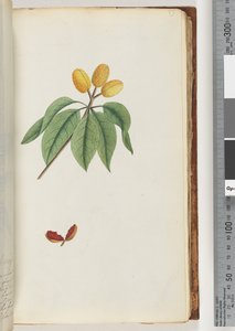 Page 59. Pilospermum mapon - Unknown artist