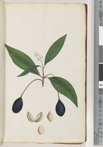 Page 5. Plante non identifiée