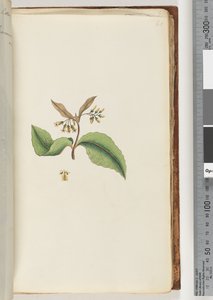Page 60. Plante non identifiée - Unknown artist
