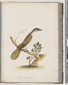 Page 61. Méliphage à face bleue. Turdus cyanoris. Grive à joues bleues - Unknown artist