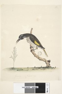 Page 61. Janvier. Taille naturelle Yellow Winged Honeyeater Meliornis novae, hollandiae, 1791-92 - Unknown artist
