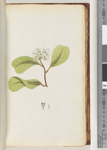 Page 61a. Le Mangrove