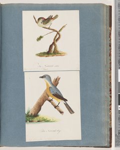 Page 62. Diamant à sourcils rouges. Loxia astrild. 63. Oiseau non identifié. Muscicapa flavigastra - Unknown artist