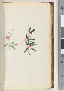 Page 62. Plante non identifiée - Unknown artist