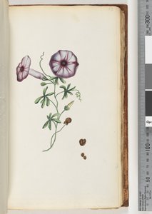 Page 63. Liseron - Unknown artist