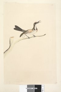 Page 63. Mai. Taille naturelle Tawny Crowned Honeyeater Phylidonyris melanops, 1791-92