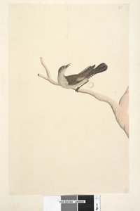 Page 64. Taille naturelle. Iris douteux. Iris supposé être de couleur paille Brown Tree, Creeper Climacteris picumnus, 1791-92