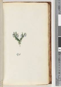 Page 64. Plante non identifiée - Unknown artist