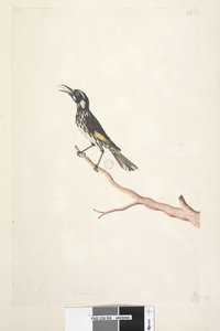 Page 65. Mai, taille naturelle Yellow Winged Honeyeater Meliornis novae, hollandiae, 1791-92 - Unknown artist