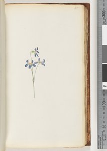 Page 65. Plante non identifiée - Unknown artist