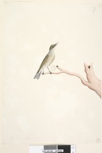 Page 66. Août. Taille naturelle, Grey, Backed Silvereye Zosterops lateralis