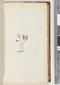 Page 66. Viola aphylla / Violette sauvage - Unknown artist