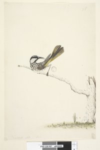 Page 67. Taille réelle, juin Méliphage à joues blanches Phylidonyris nigra, 1791-92 - Unknown artist