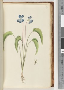 Plante non identifiée - Unknown artist