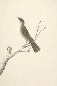 Page 68. Taille réelle, août Lewin Honeyeater Meliphaga Lewinii, 1791-92