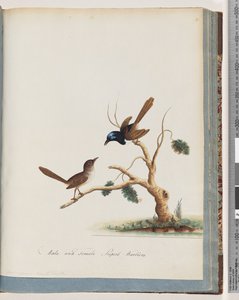 Page 68. Mâle et femelle de la fée à ailes rouges. Mâles et femelles des superbes fauvettes