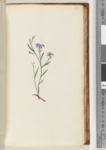 Page 68. Plante non identifiée - Unknown artist