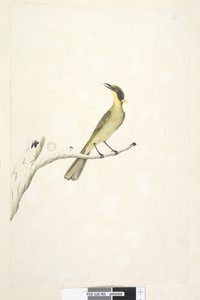 Page 69. Taille naturelle. Iris douteux, Yellow, Tufted Honeyeater Lichenostomus melanops - Unknown artist