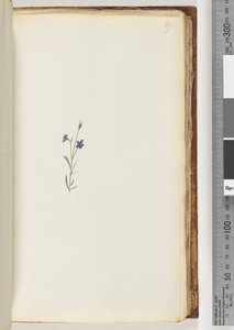 Page 69. Plante non identifiée - Unknown artist