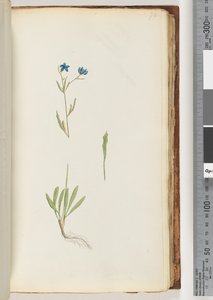 Page 70. Plante non identifiée - Unknown artist